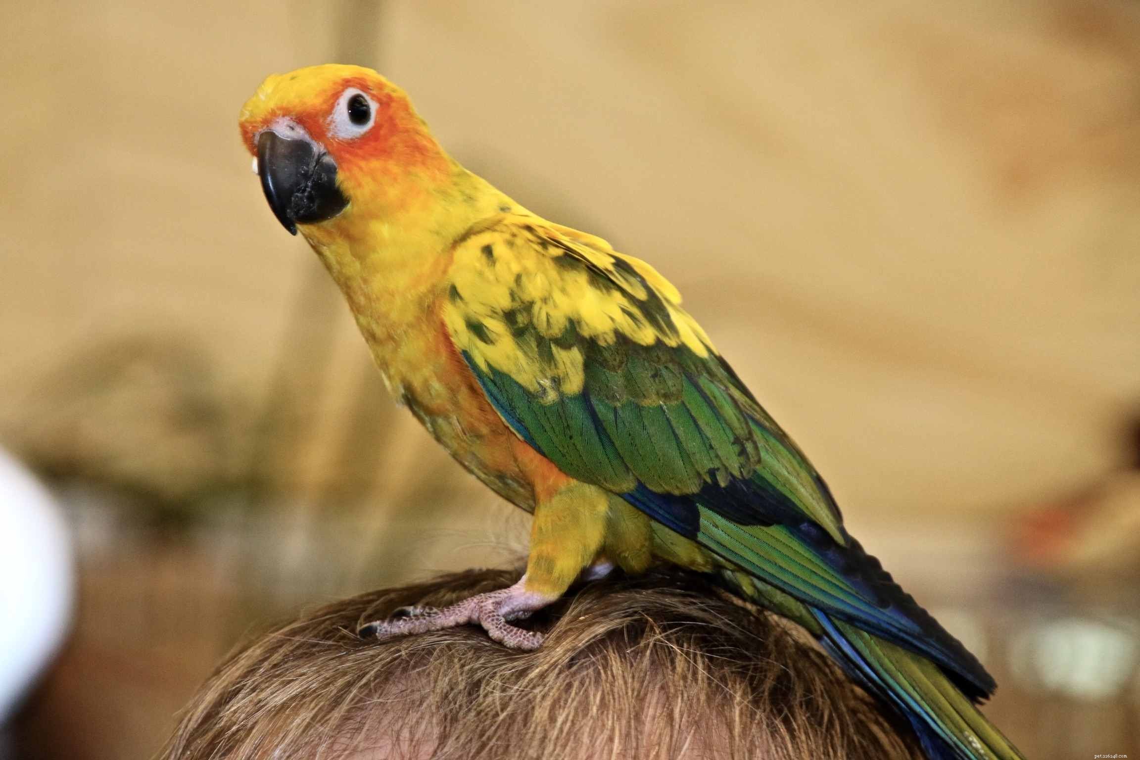Parrot Lice: Identification, Symptoms, and Effective Treatment