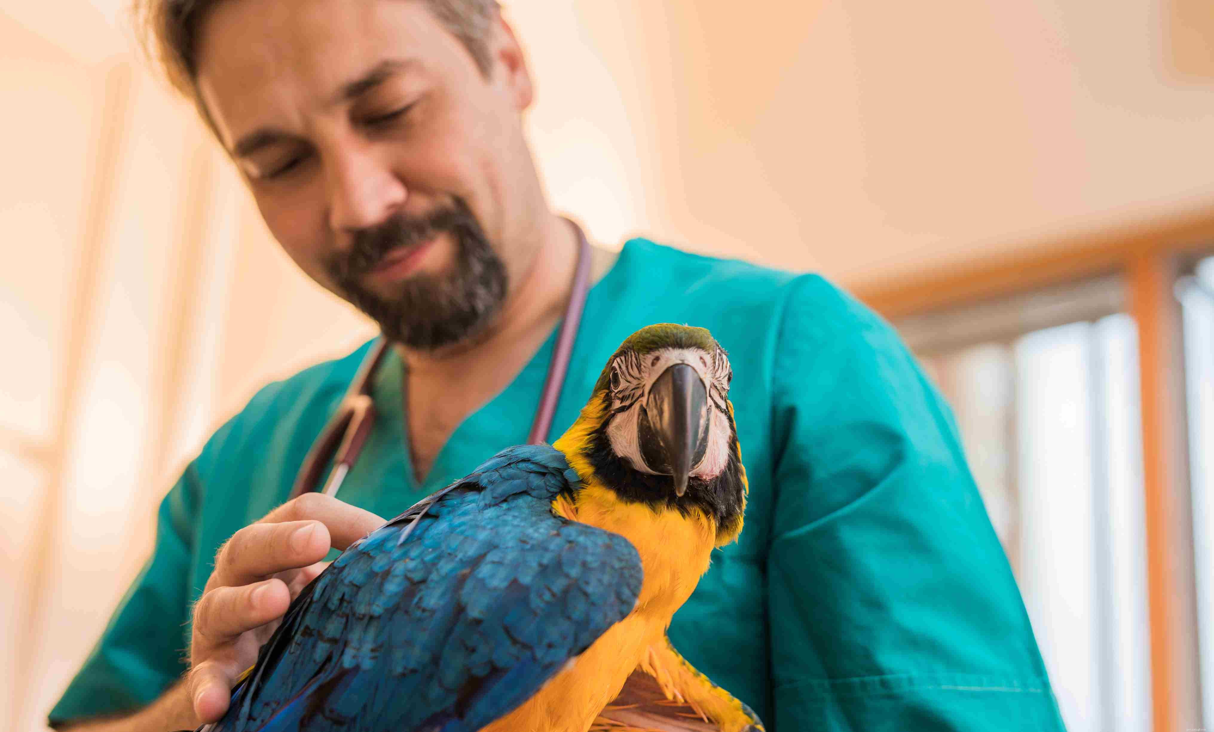 Parrot Lice: Identification, Symptoms, and Effective Treatment
