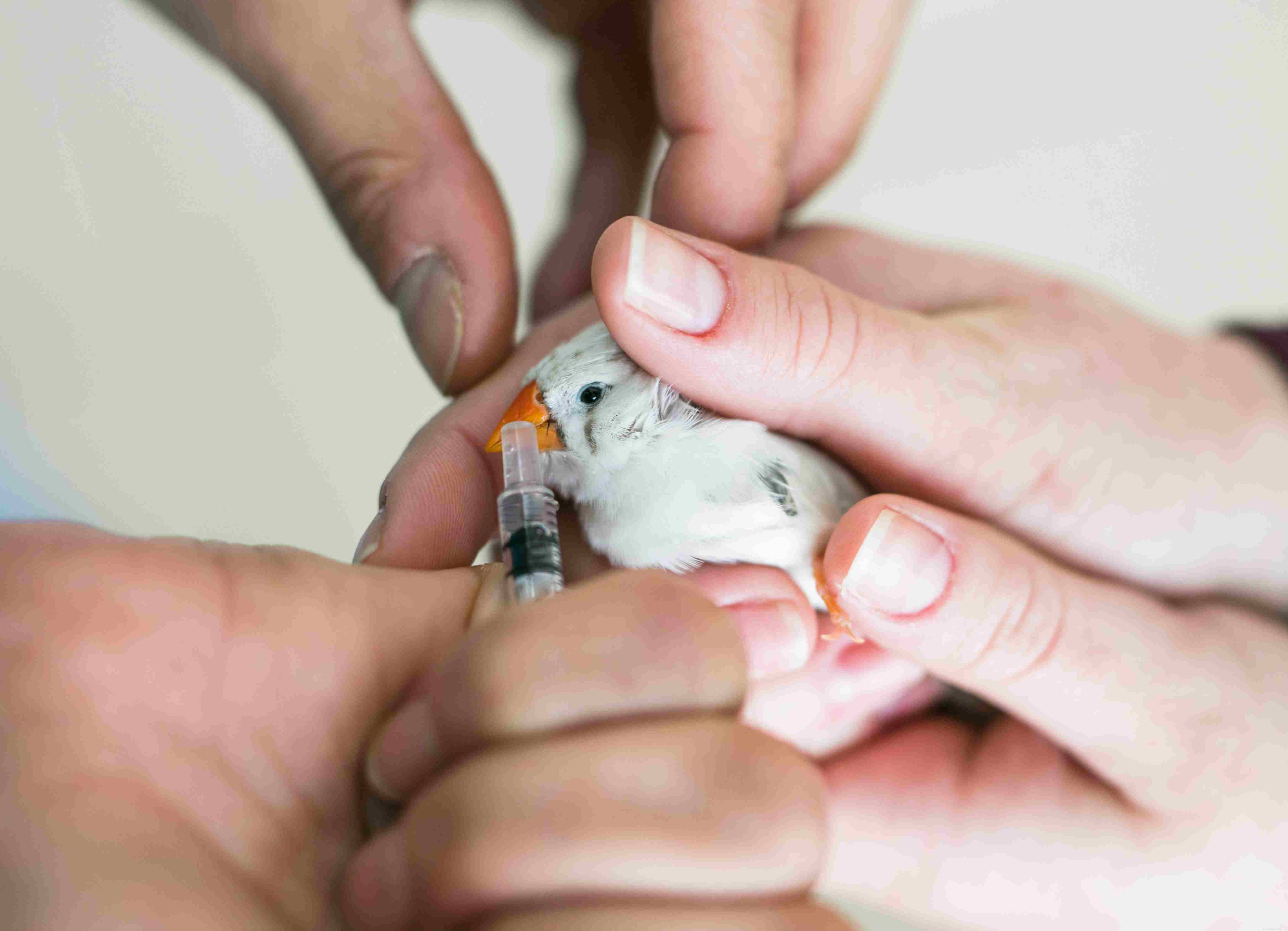 Parrot Lice: Identification, Symptoms, and Effective Treatment