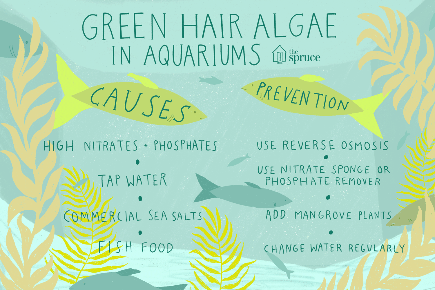 Effective Guide to Eradicate Green Hair Algae in Saltwater Aquariums