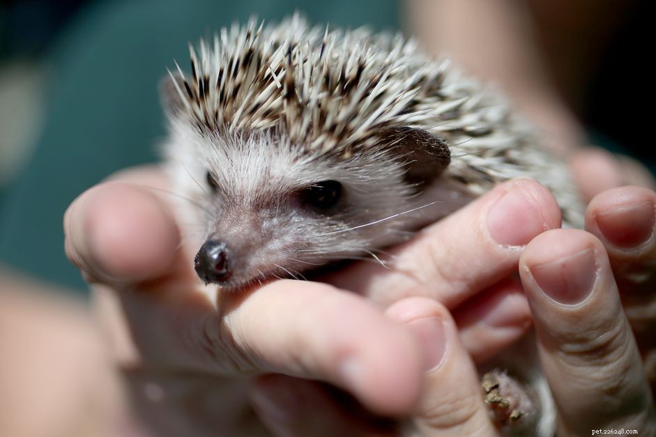 Preventing and Treating Mites in Hedgehogs: A Complete Guide
