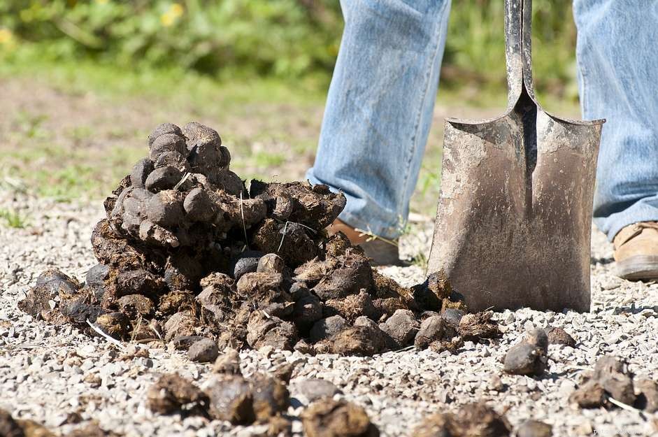 Managing Horse Diarrhea: Quick Action & Vet Guidance