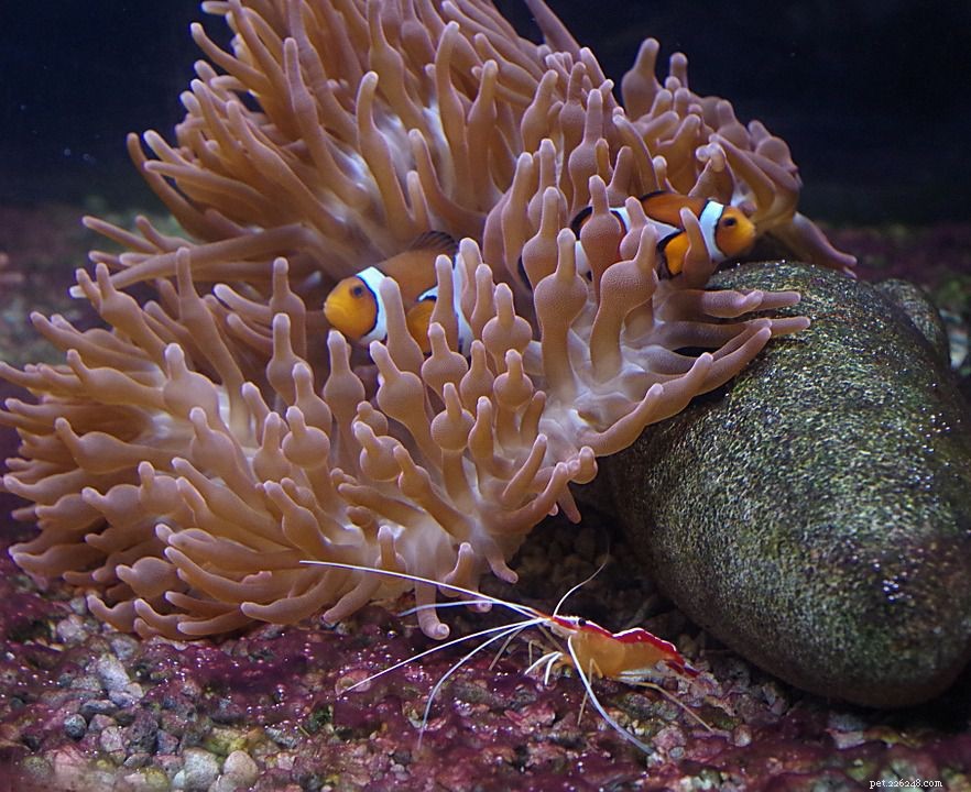 How Many Fish Can a Saltwater Aquarium Hold? Expert Guidelines