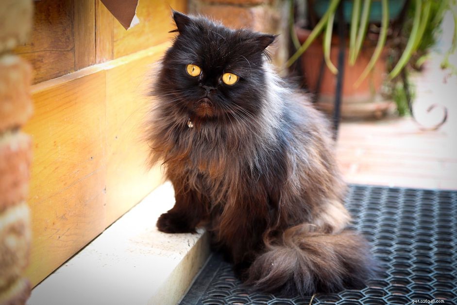 Senior Cats: How to Spot Health Issues That Need Immediate Vet Care