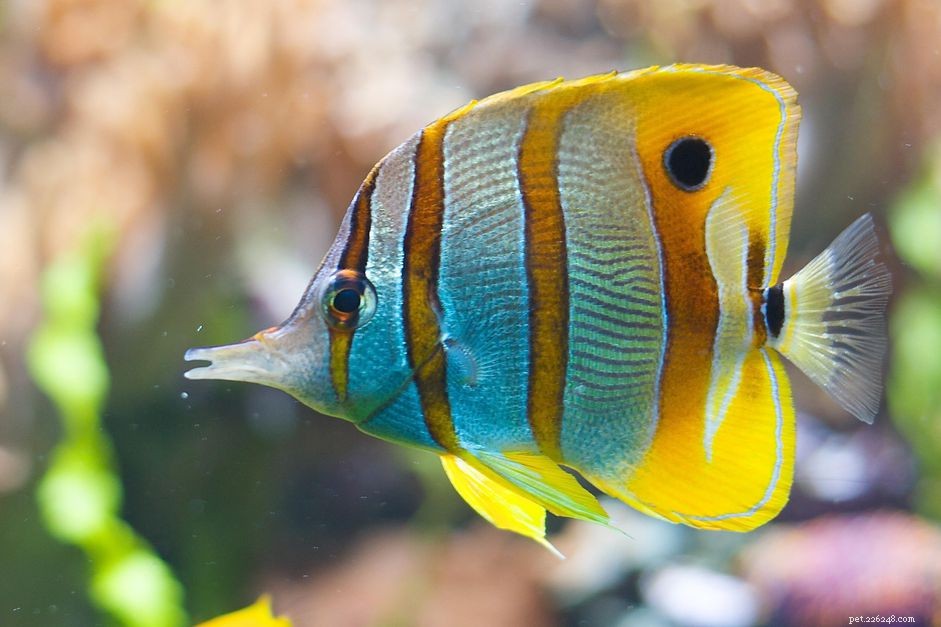 Treating Ammonia Burns in Fish: Quick, Effective Steps