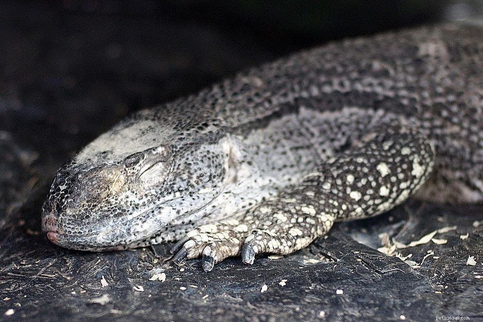 Black‑Throated Monitor (Varanus griseus) – Species Overview & Care Guide