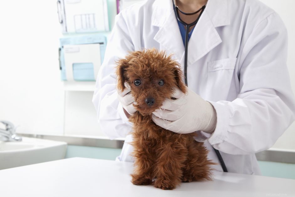 Prednisolone for Dogs: Benefits, Uses & Safety