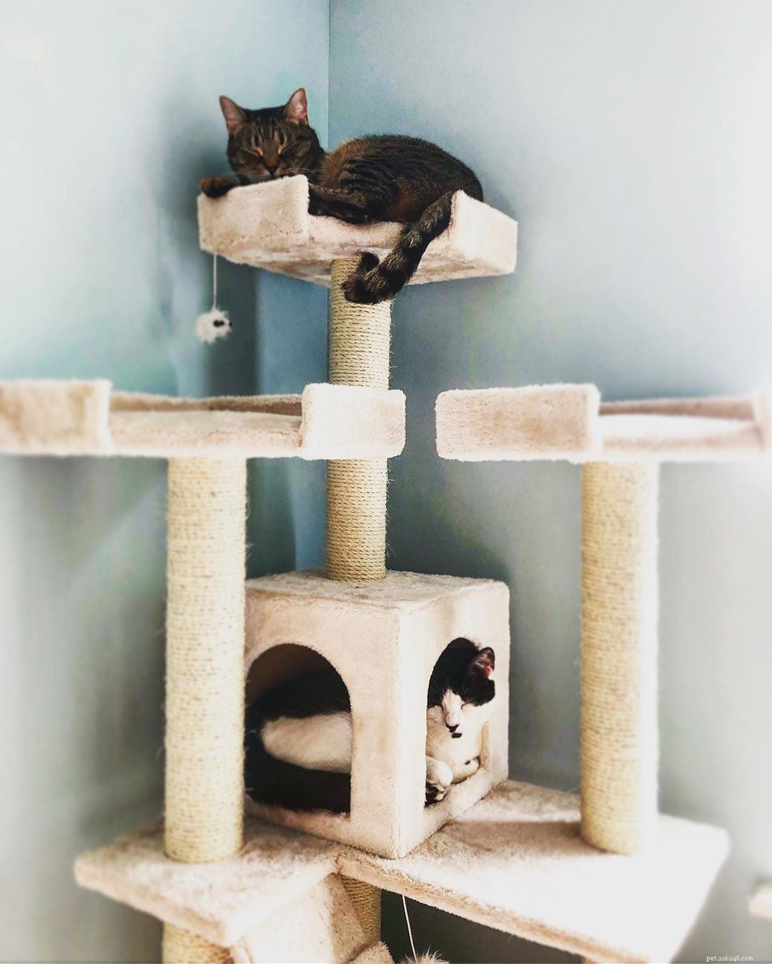 Top 10 Must-See Cat Trees for Your Feline Friend