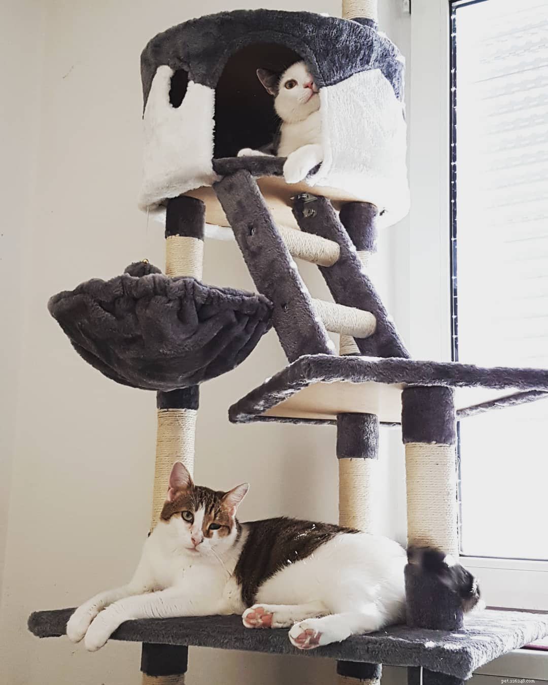 Top 10 Must-See Cat Trees for Your Feline Friend