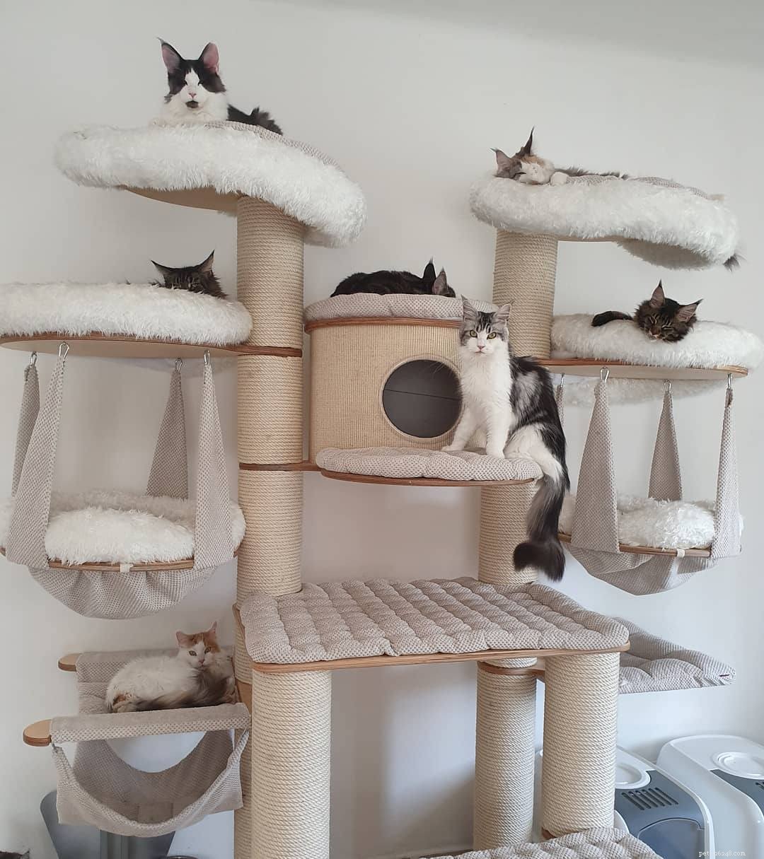 Top 10 Must-See Cat Trees for Your Feline Friend
