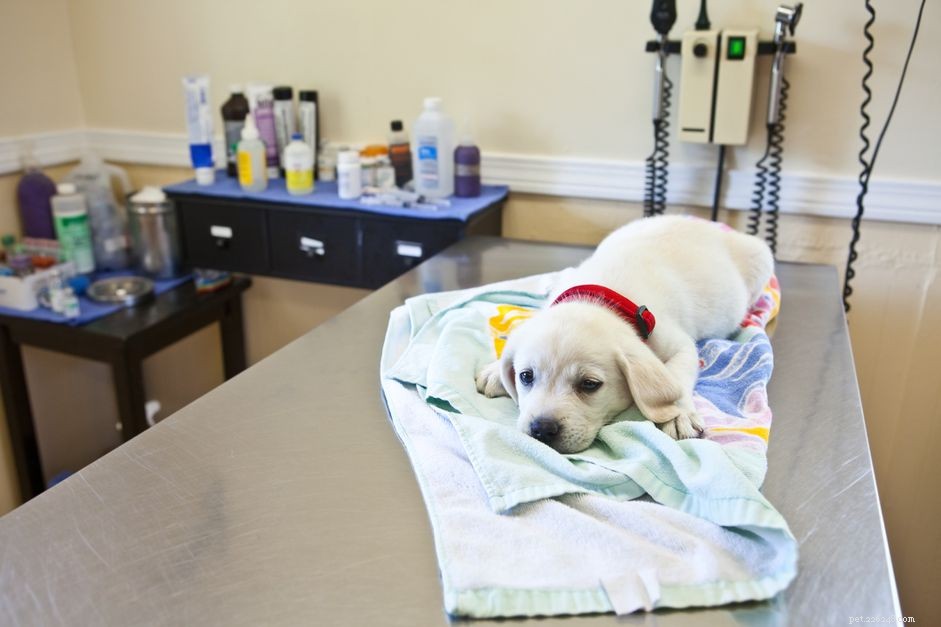 Understanding Canine Distemper: Symptoms, Prevention, and Treatment