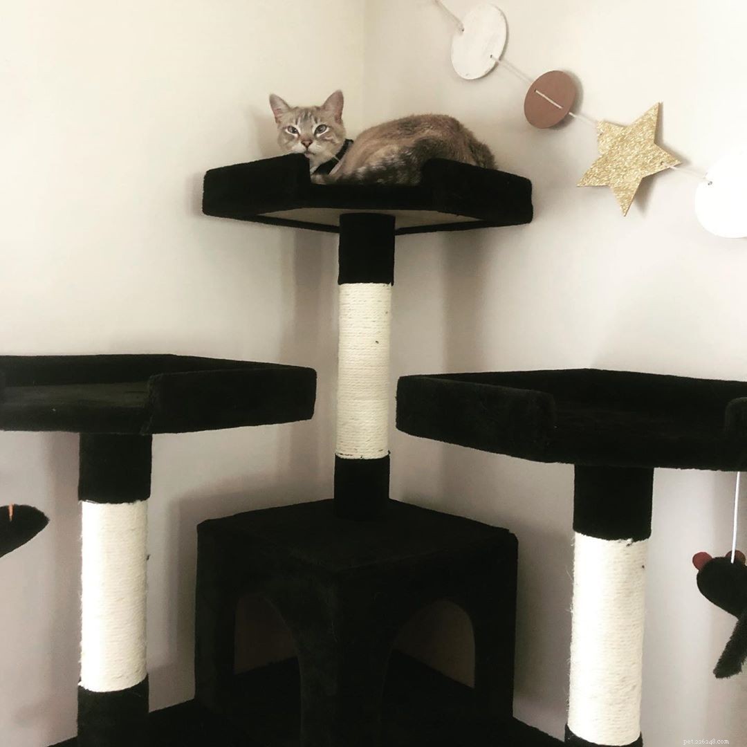 Top 10 Must-See Cat Trees for Your Feline Friend