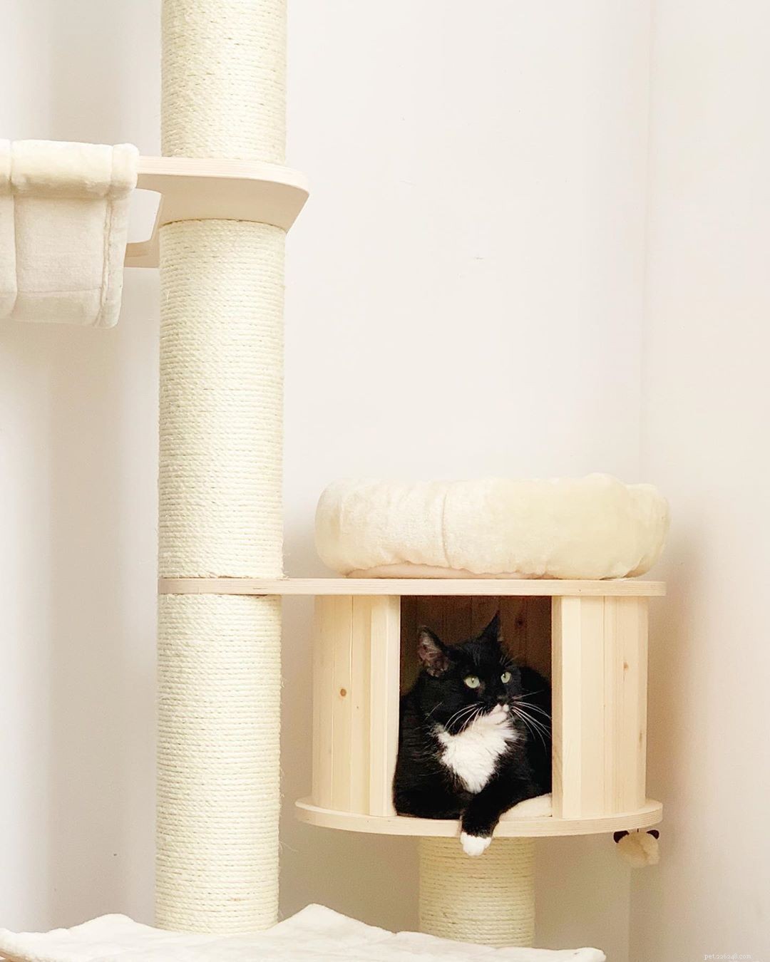 Top 10 Must-See Cat Trees for Your Feline Friend