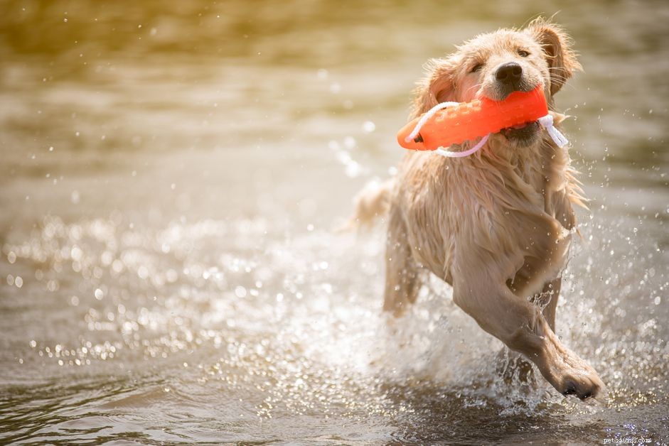 Do Dogs Sweat? Understanding How Dogs Cool Down