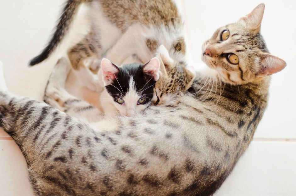 Effective Diagnosis and Treatment of Mastitis in Cats