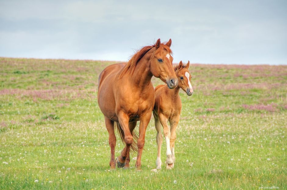 Ultimate Guide to Naming Mares and Fillies: 50+ Winning Names