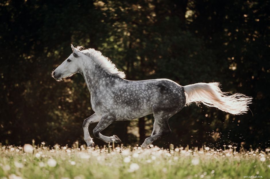 Top Naming Ideas for Geldings & Stallions