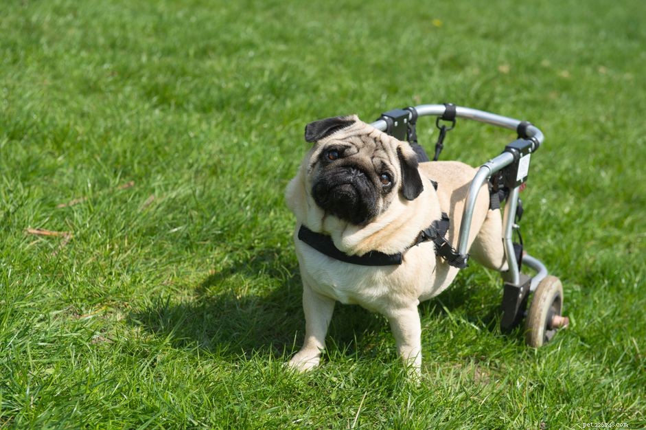 Comprehensive Guide to Caring for a Paralyzed Dog