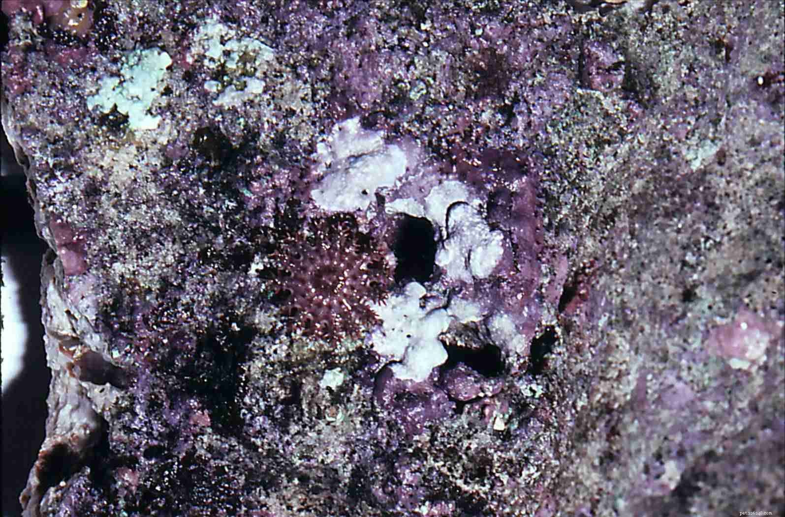 Expert Guide to Cultivating Vibrant Coralline Algae in Saltwater Aquariums