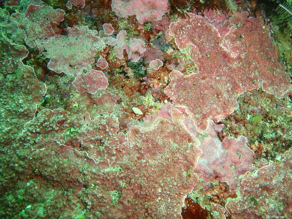 Expert Guide to Cultivating Vibrant Coralline Algae in Saltwater Aquariums