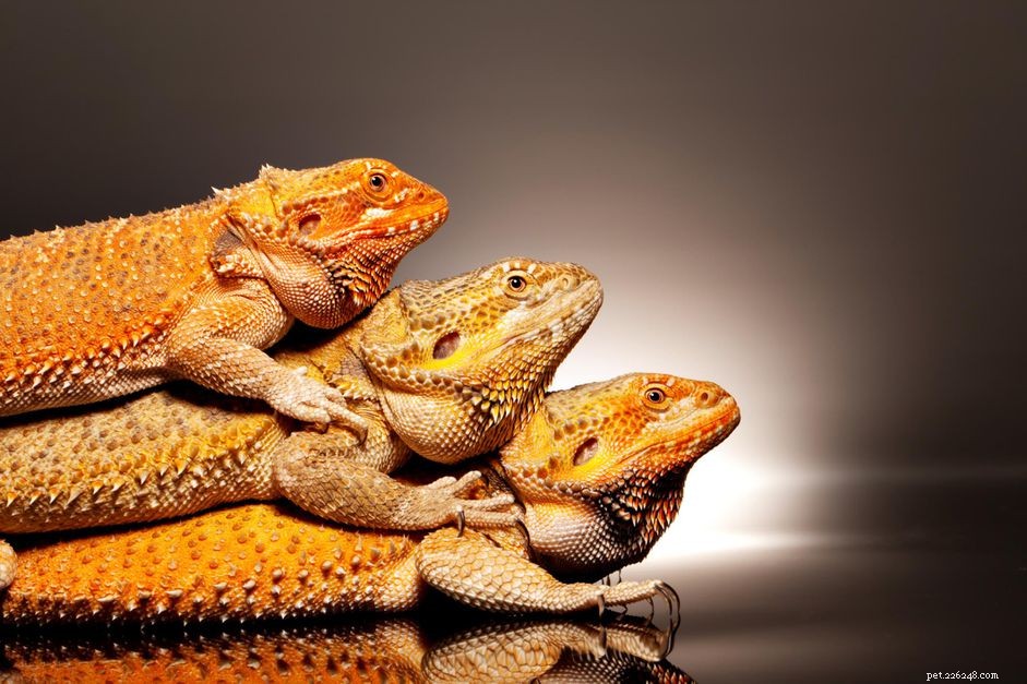 Can Bearded Dragons Coexist? Expert Tips for Successful Group Housing