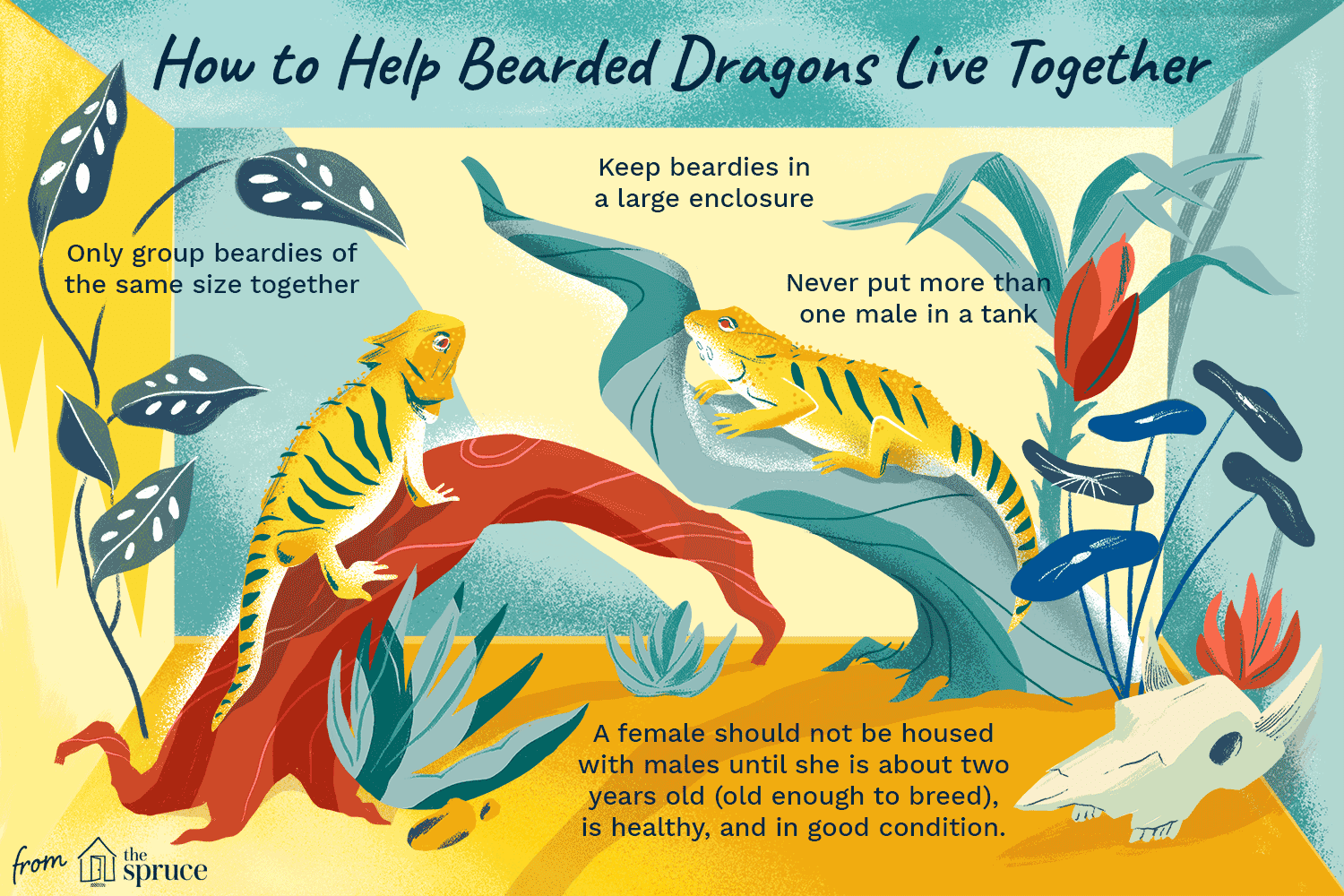 Can Bearded Dragons Coexist? Expert Tips for Successful Group Housing