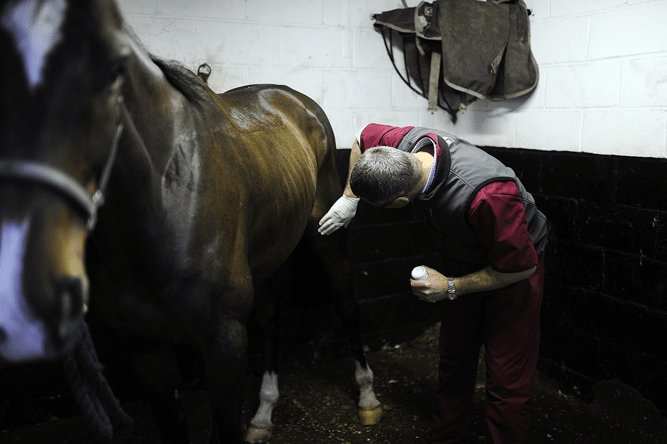 Locked Stifle Joints in Horses: Symptoms, Causes, and Treatment