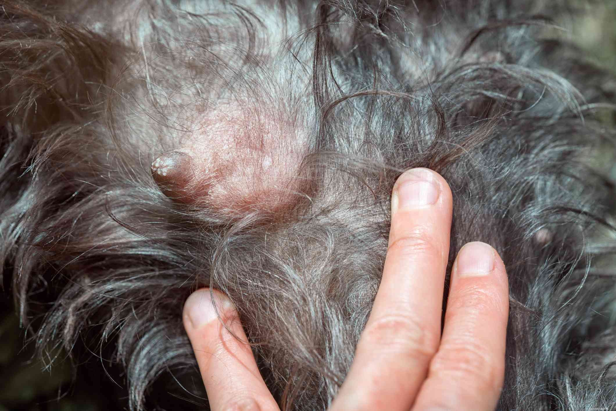 Understanding Mastitis in Dogs: Causes, Symptoms, and Treatment