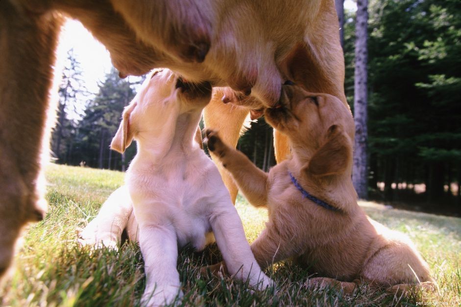 Understanding Mastitis in Dogs: Causes, Symptoms, and Treatment