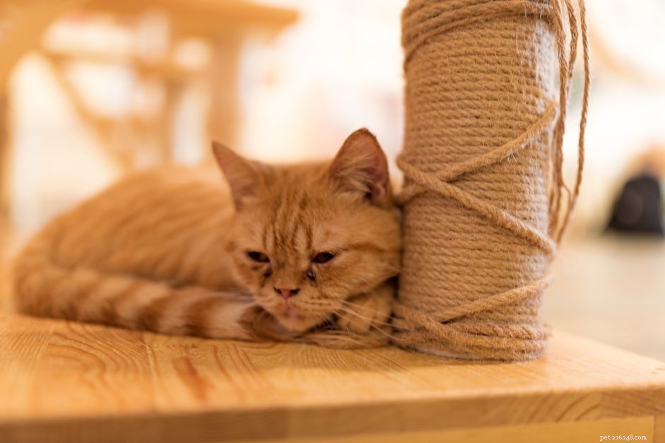 Understanding Cat Fibrosarcomas: Causes, Symptoms, and Treatment