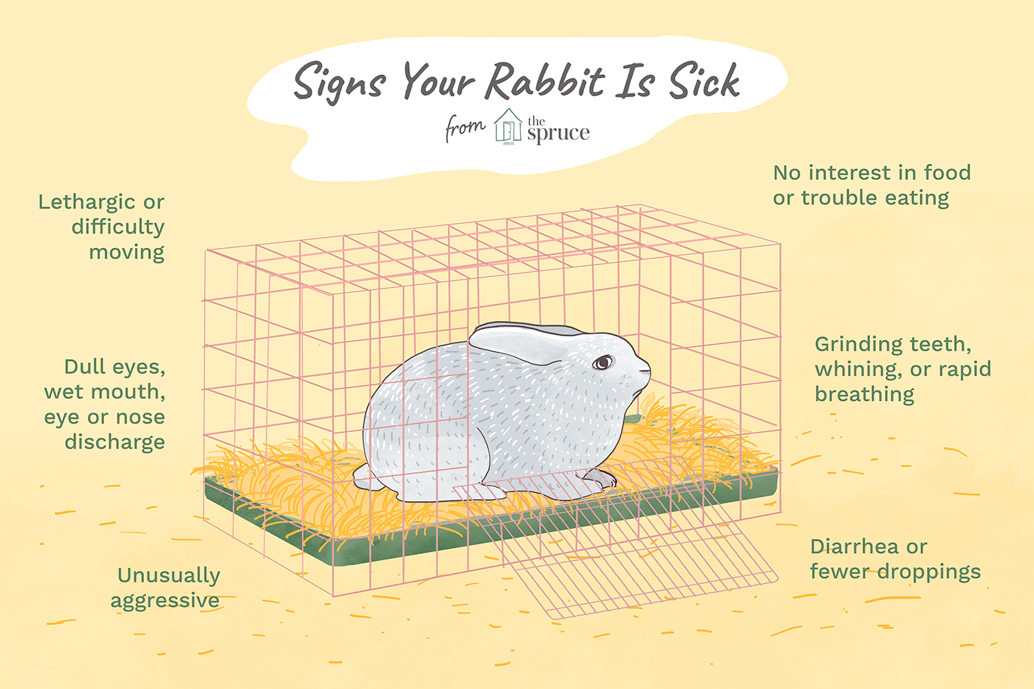 Preventing Rabbit Illness: A Comprehensive Guide to Health and Care