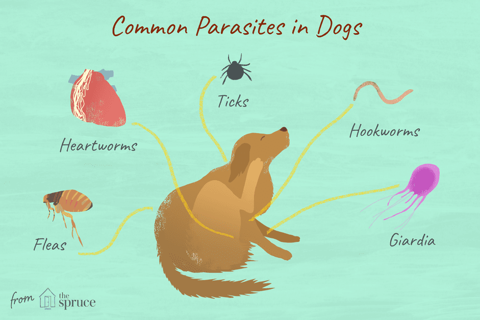 Essential Guide to Dog Parasites: Identification, Prevention, and Treatment
