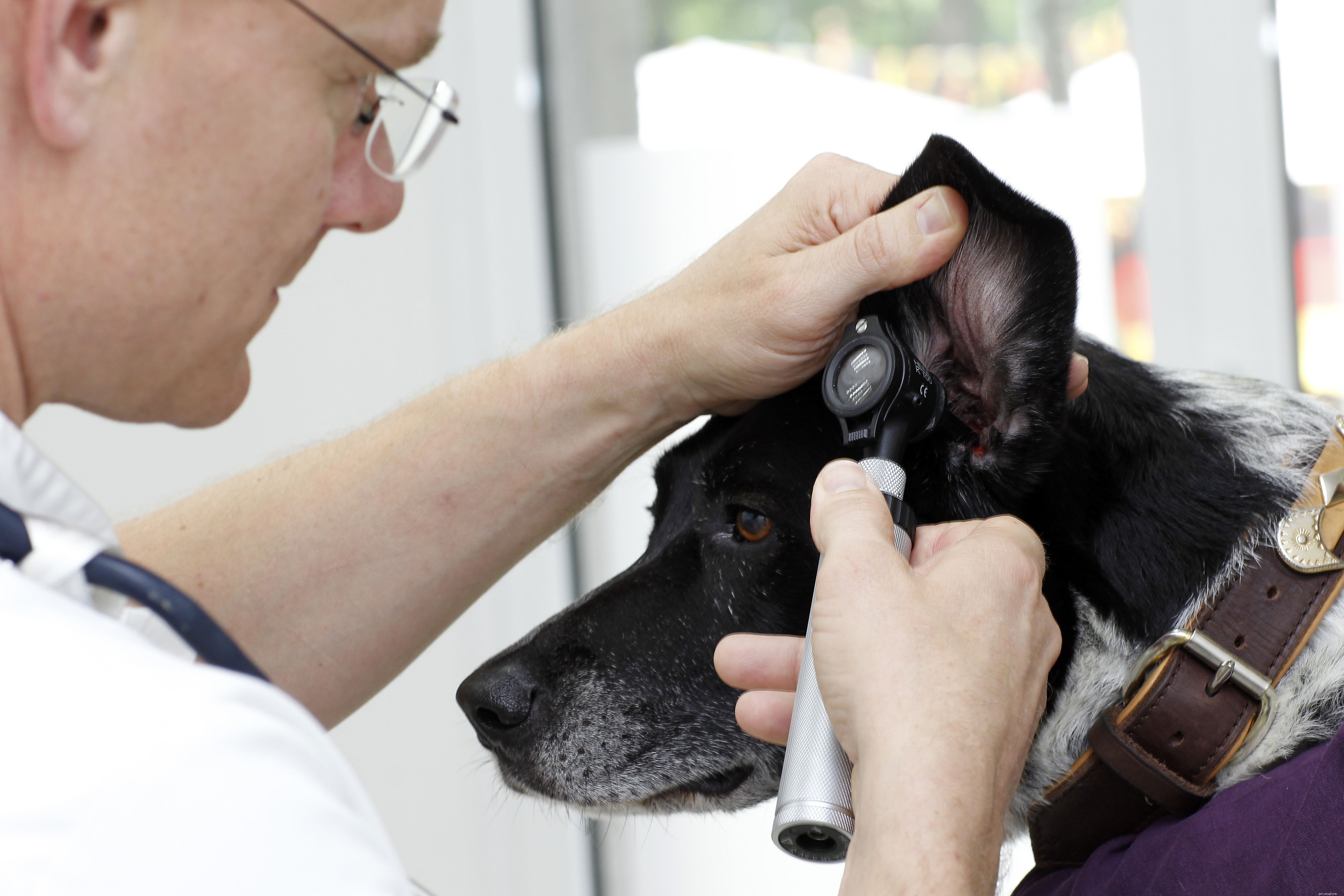 Essential Guide to Dog Parasites: Identification, Prevention, and Treatment