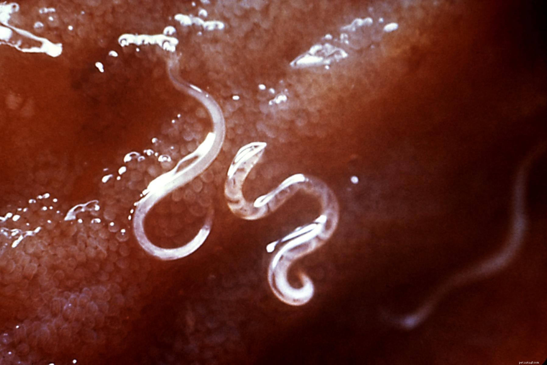 Essential Guide to Dog Parasites: Identification, Prevention, and Treatment