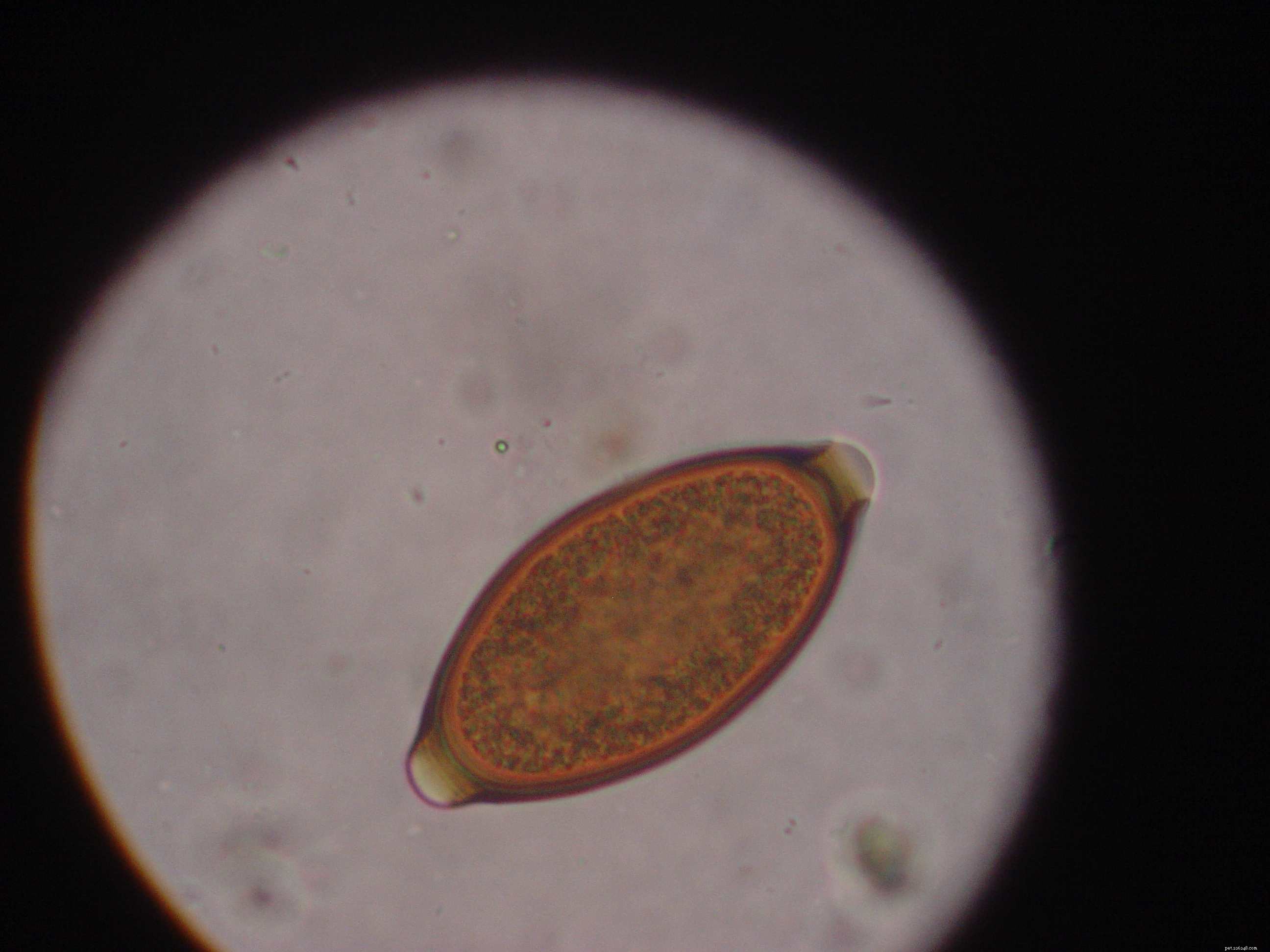 Essential Guide to Dog Parasites: Identification, Prevention, and Treatment