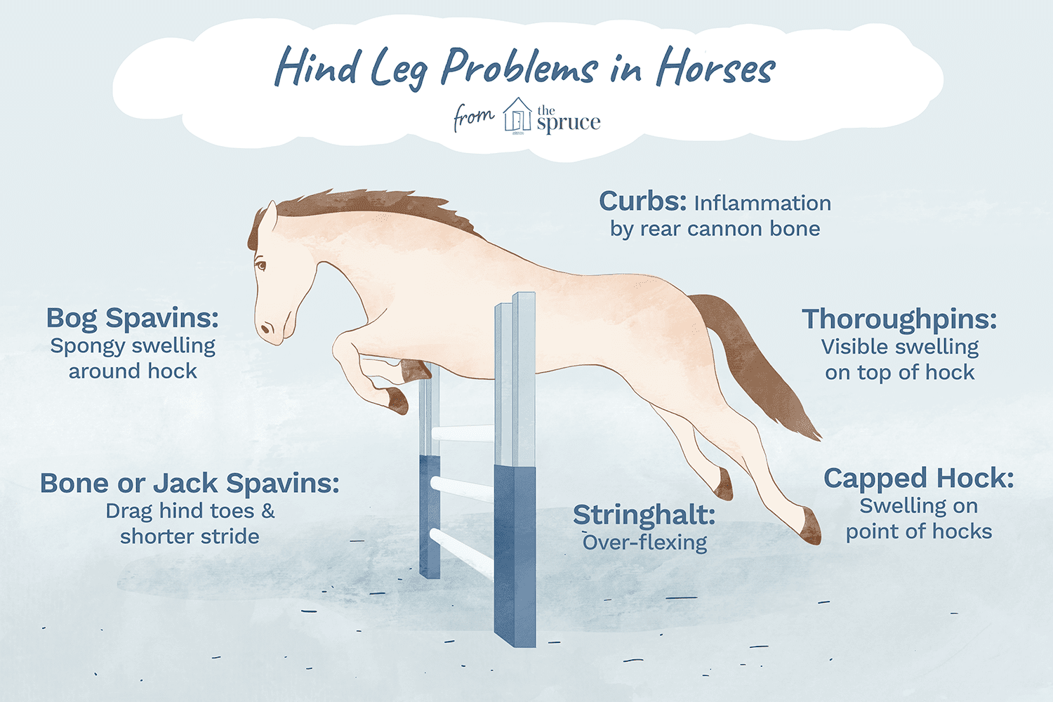 Horses Hind Leg Issues: Causes, Diagnosis, and Treatment