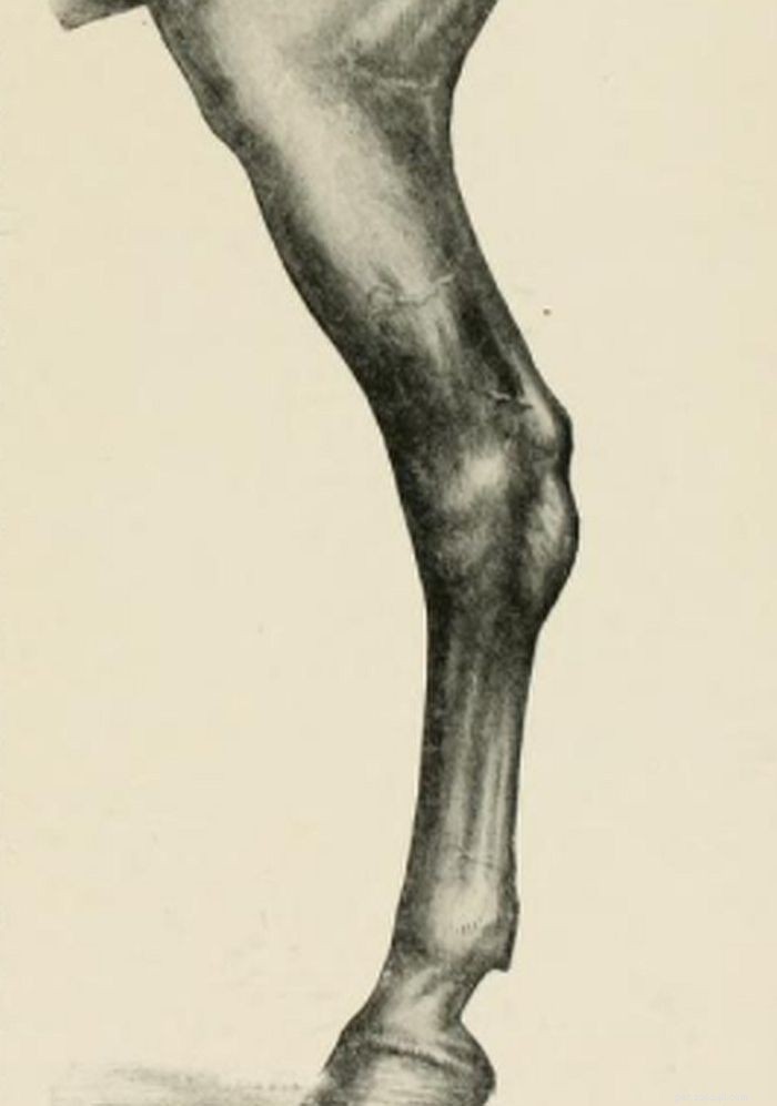 Horses Hind Leg Issues: Causes, Diagnosis, and Treatment
