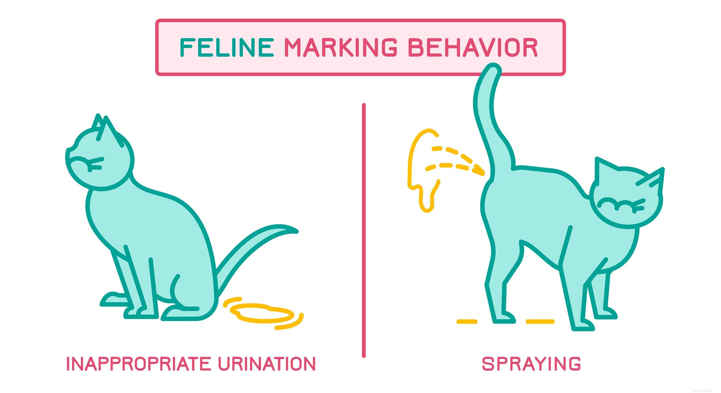 Why Do Male Cats Spray? Causes, Signs, and How to Stop It