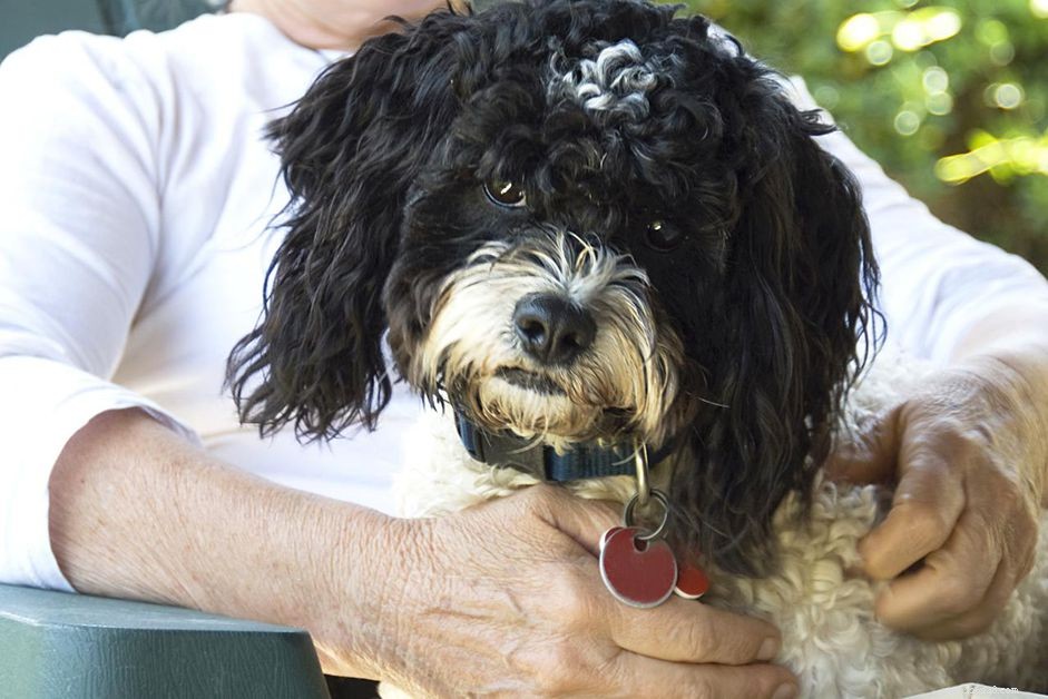 Understanding Dementia and Cognitive Decline in Senior Dogs