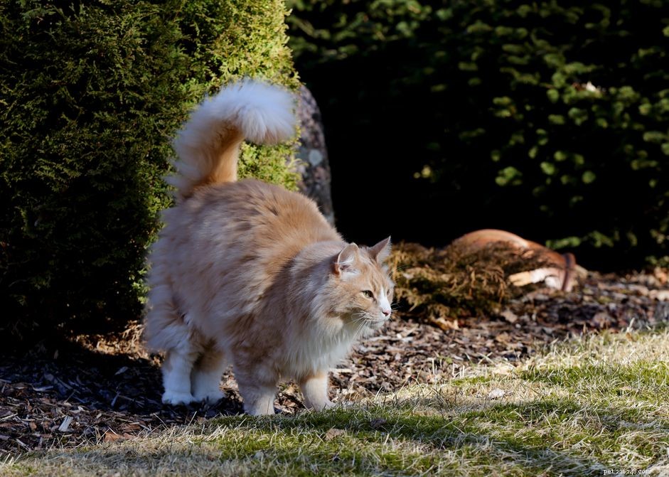 Why Do Male Cats Spray? Causes, Signs, and How to Stop It