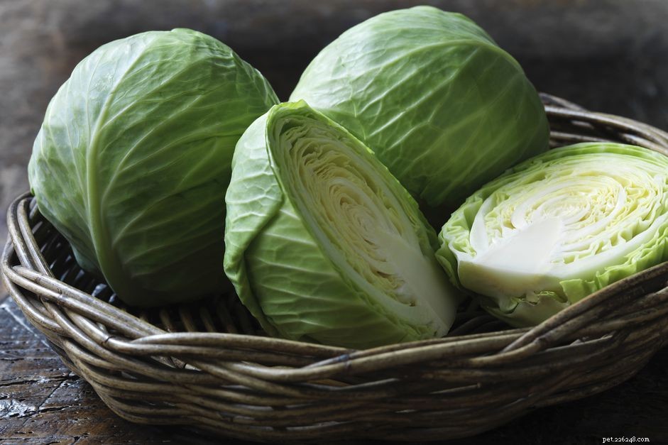 Is Cabbage Safe for Dogs? Expert Insights & Health Benefits