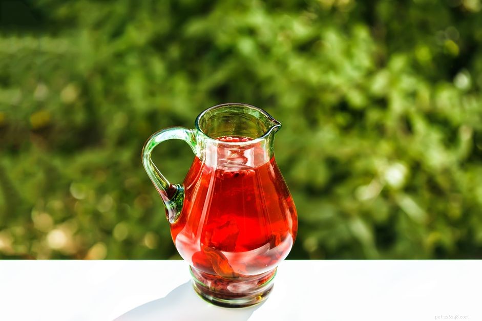 Is Cranberry Juice Safe for Dogs? A Guide to Safe Feeding