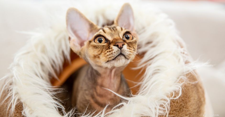 10 Small Cat Breeds: Compact, Charming, and Perfect for Apartment Living