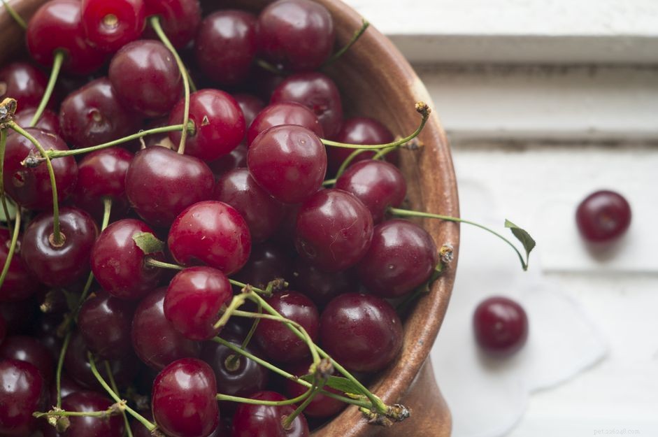 Can Dogs Safely Eat Cherries? Risks & Alternatives