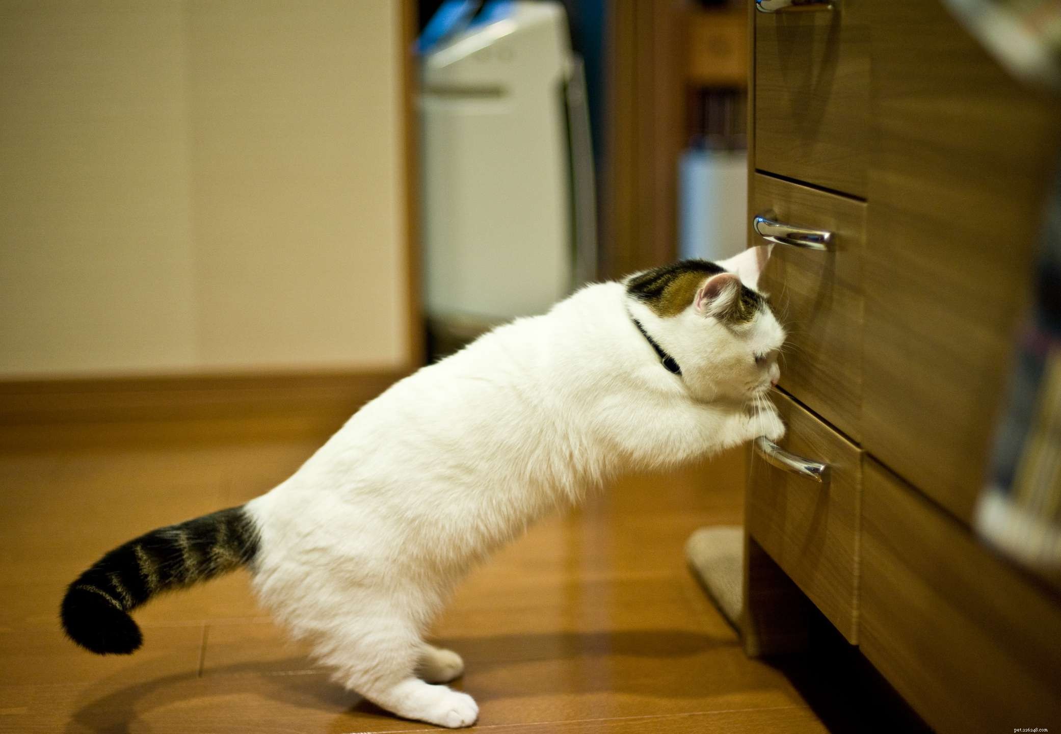 10 Small Cat Breeds: Compact, Charming, and Perfect for Apartment Living