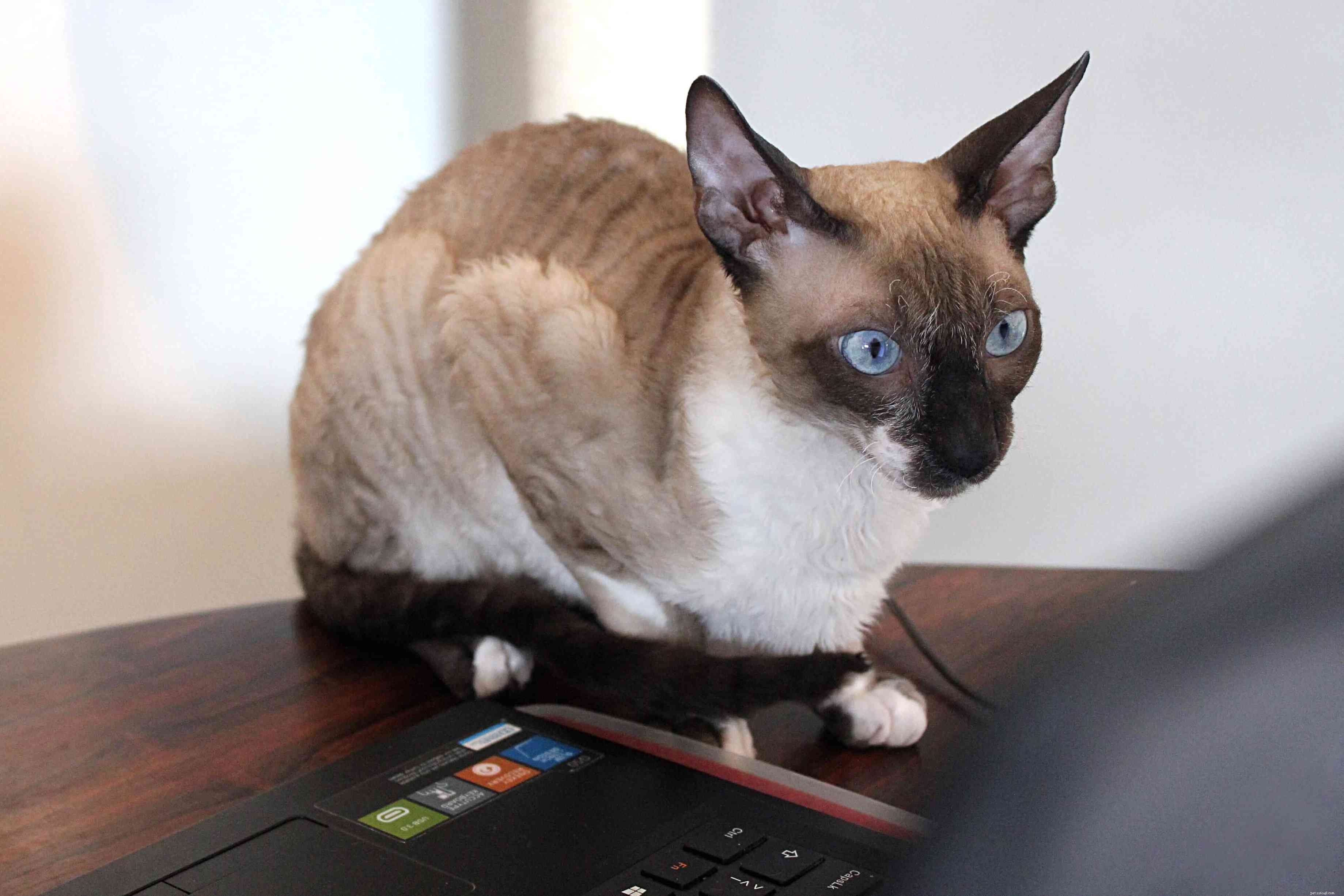 10 Small Cat Breeds: Compact, Charming, and Perfect for Apartment Living