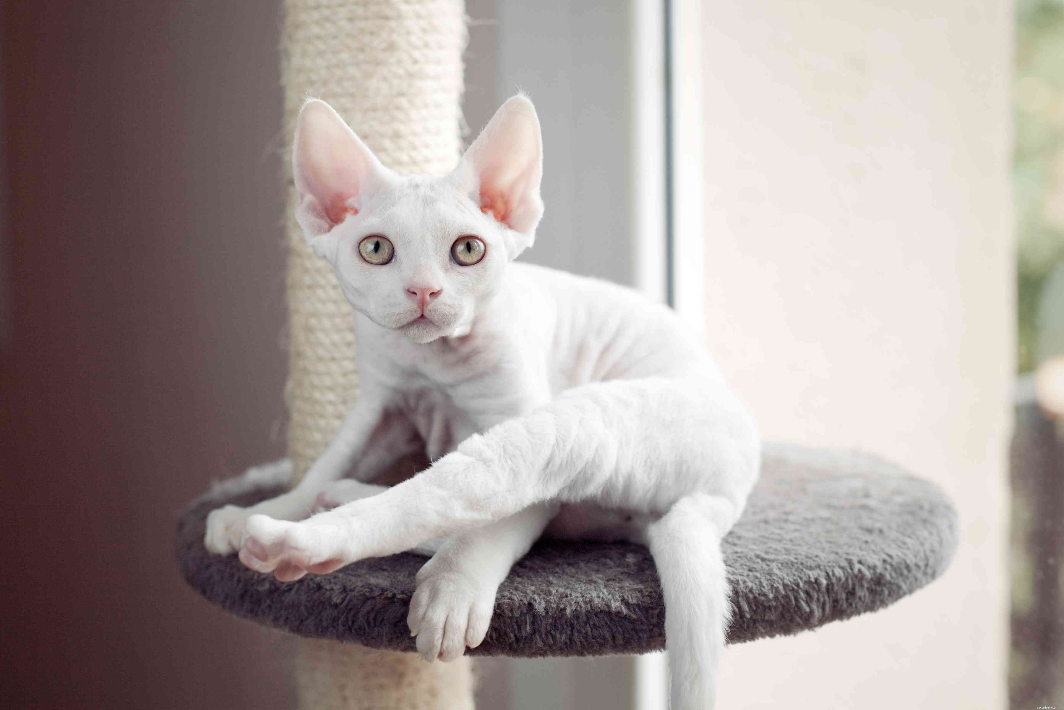 10 Small Cat Breeds: Compact, Charming, and Perfect for Apartment Living