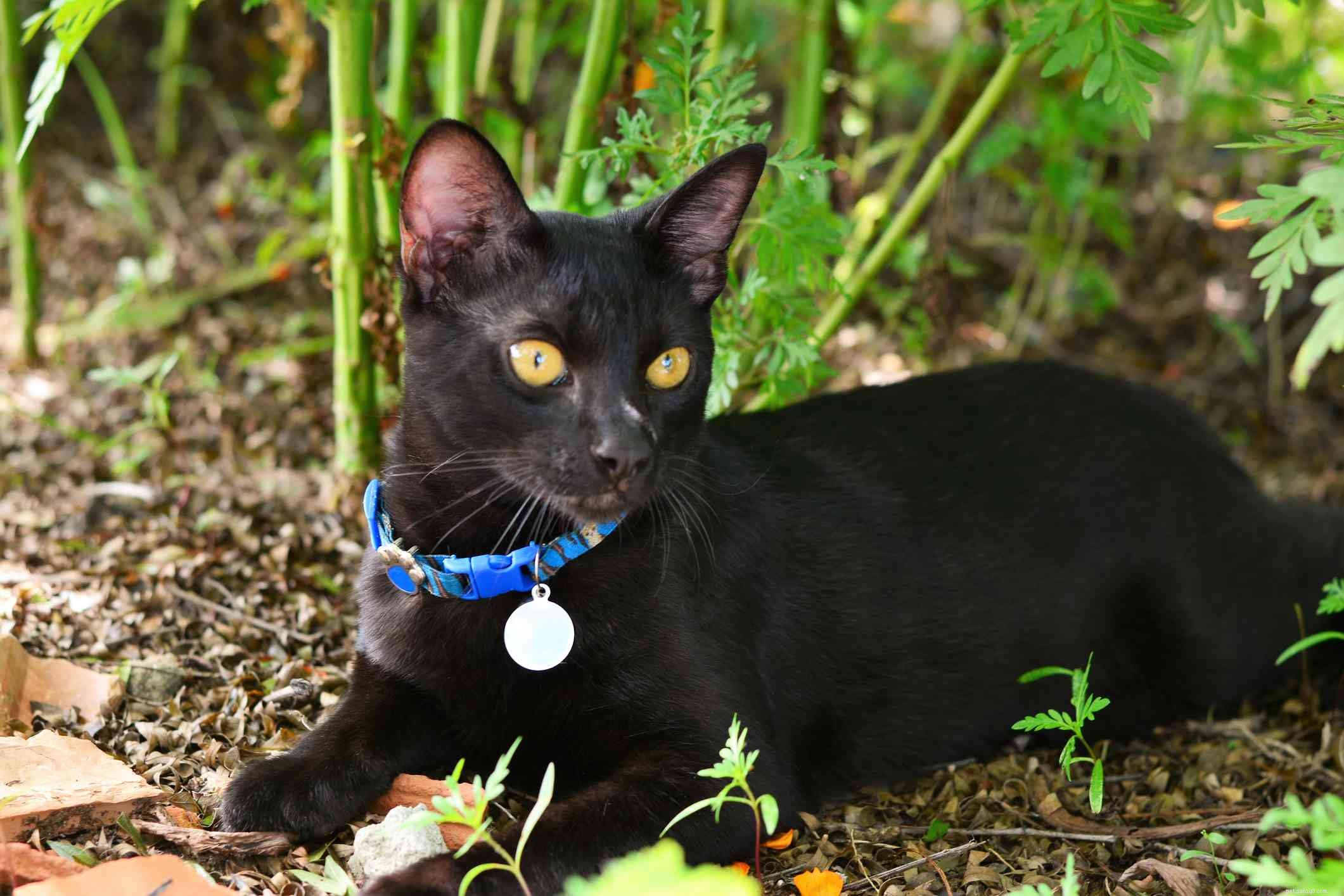 10 Small Cat Breeds: Compact, Charming, and Perfect for Apartment Living