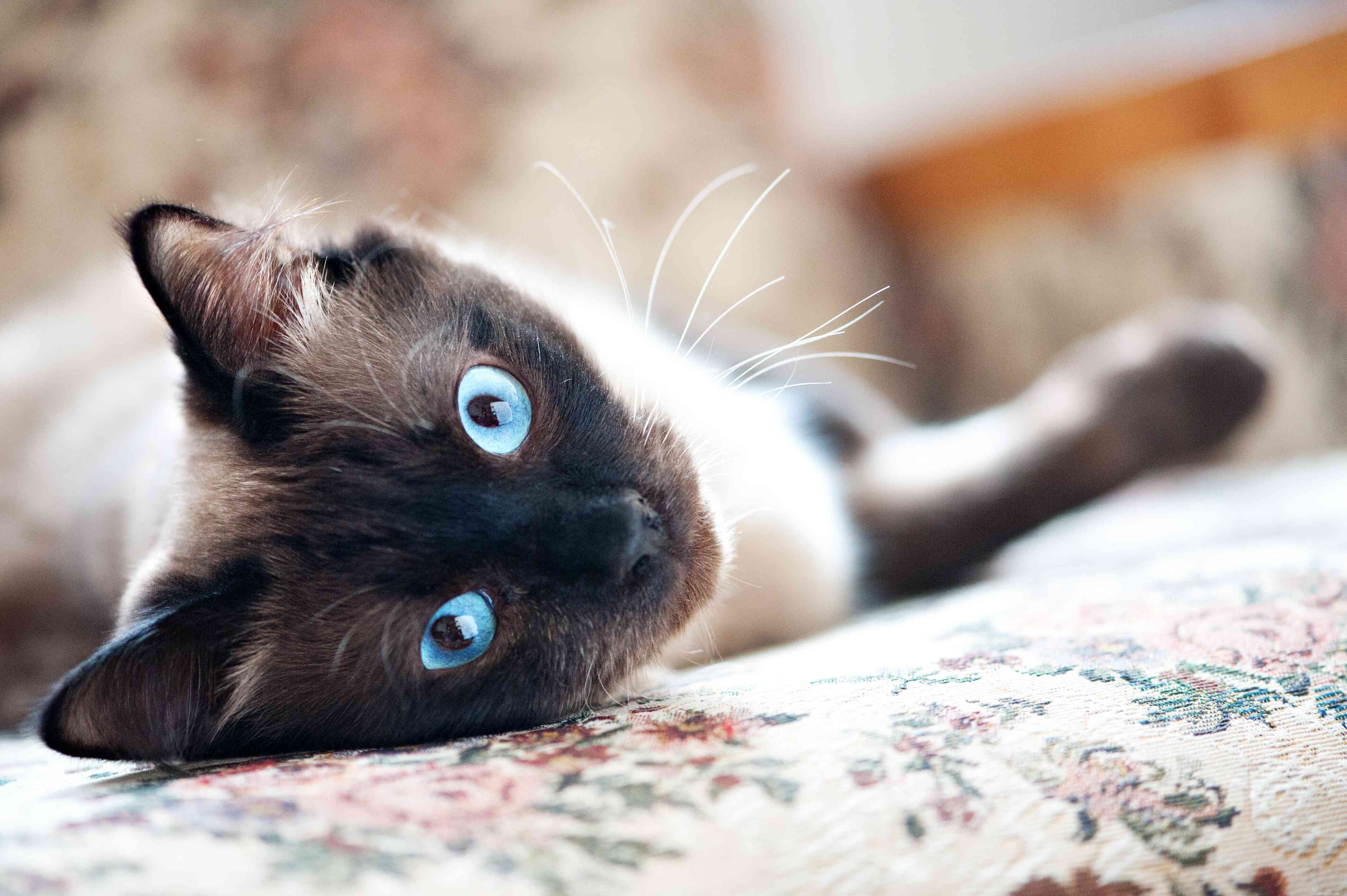 10 Small Cat Breeds: Compact, Charming, and Perfect for Apartment Living