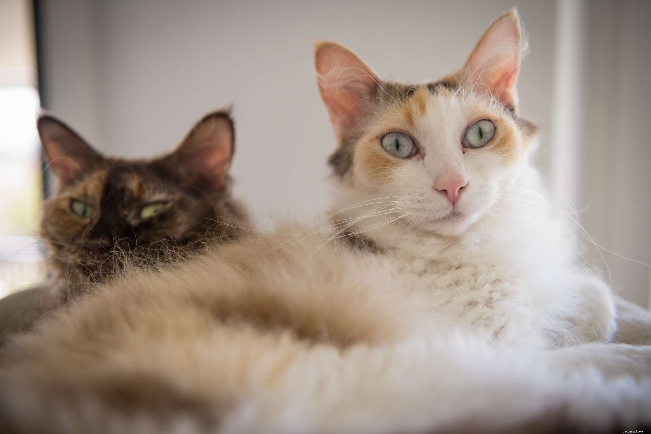 10 Small Cat Breeds: Compact, Charming, and Perfect for Apartment Living